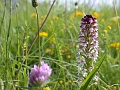 48_Orchis brule_4